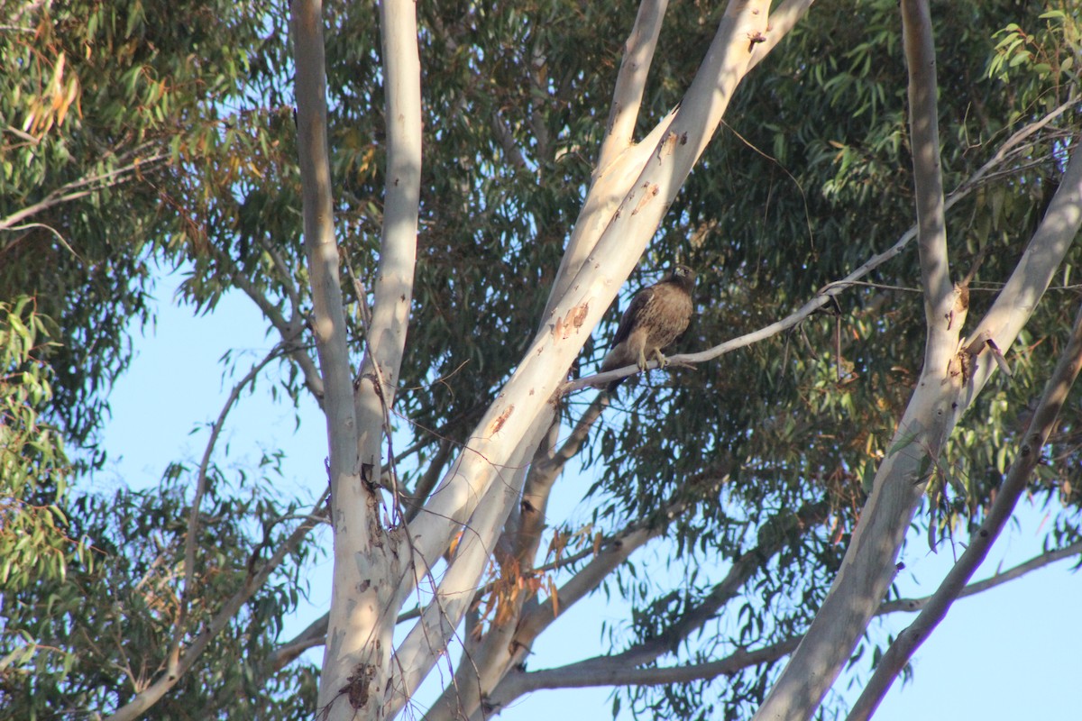 káně rudochvostá - ML629936463