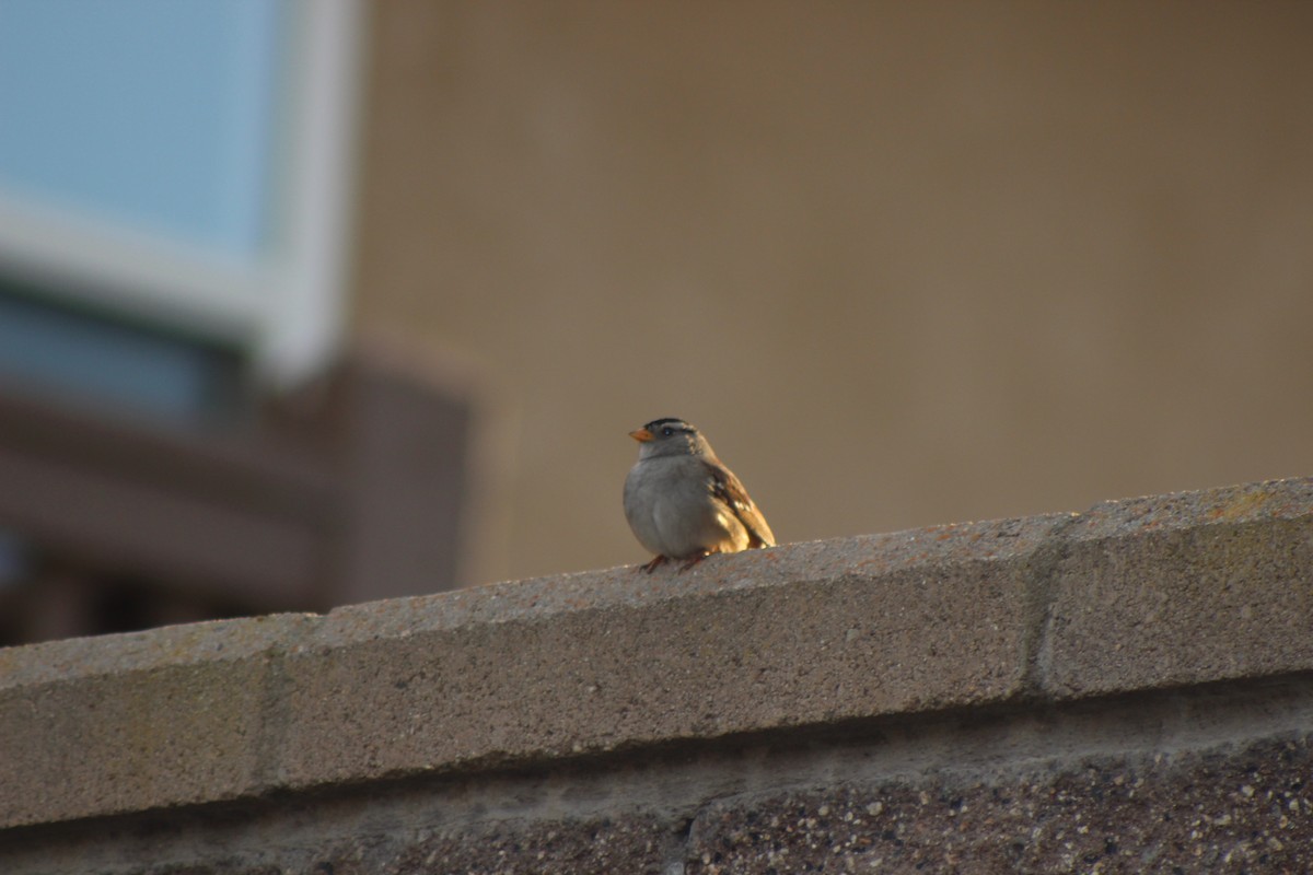 strnadec bělopásý - ML629936482