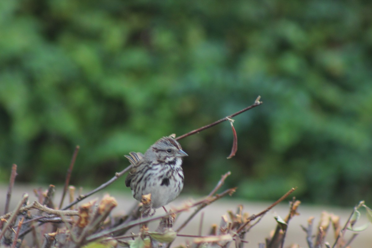 strnadec zpěvný - ML629936492