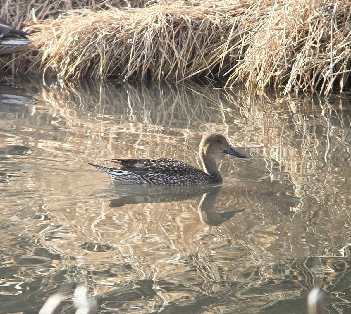 Northern Pintail - ML629936646