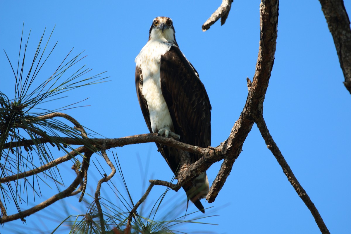 Falco pescatore - ML629936772