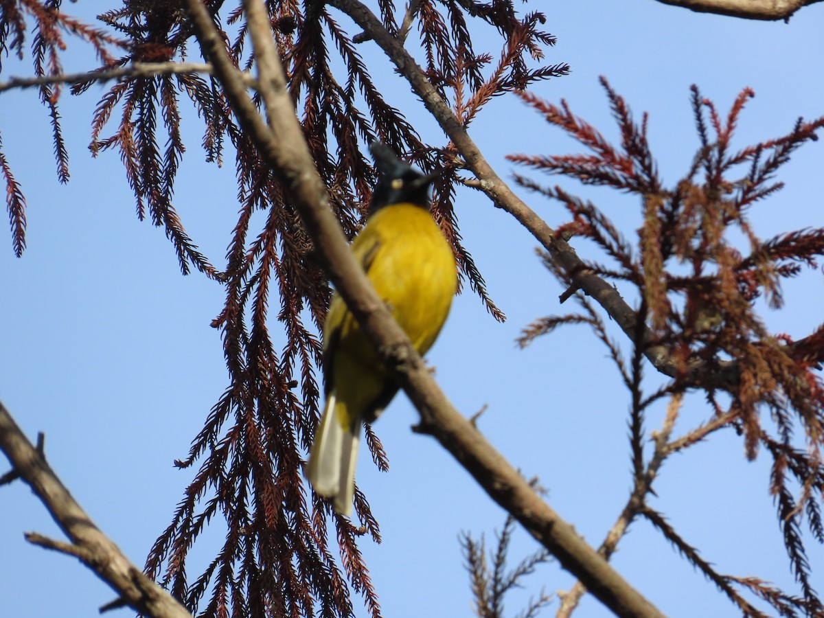Black-crested Bulbul - ML629936857