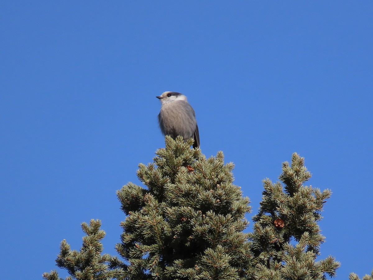 Canada Jay - ML629936863