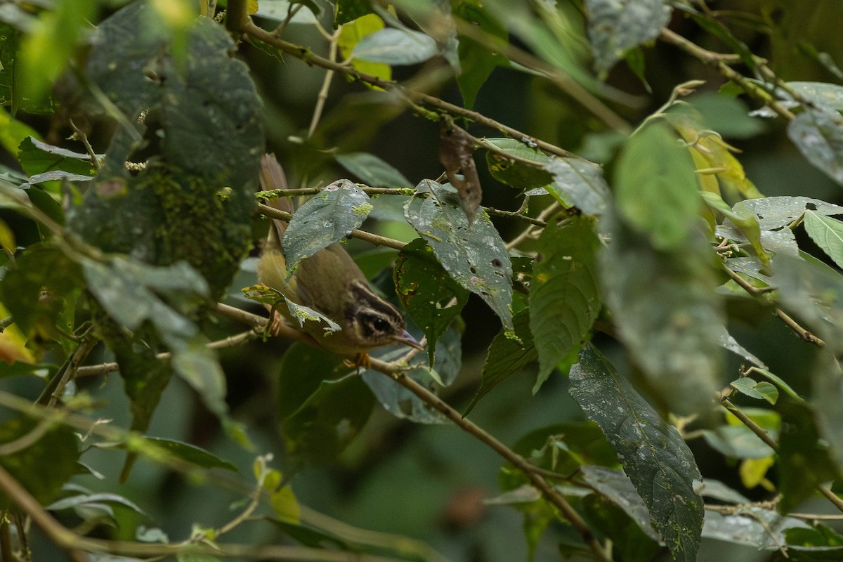 Three-striped Warbler (daedalus) - ML629936870