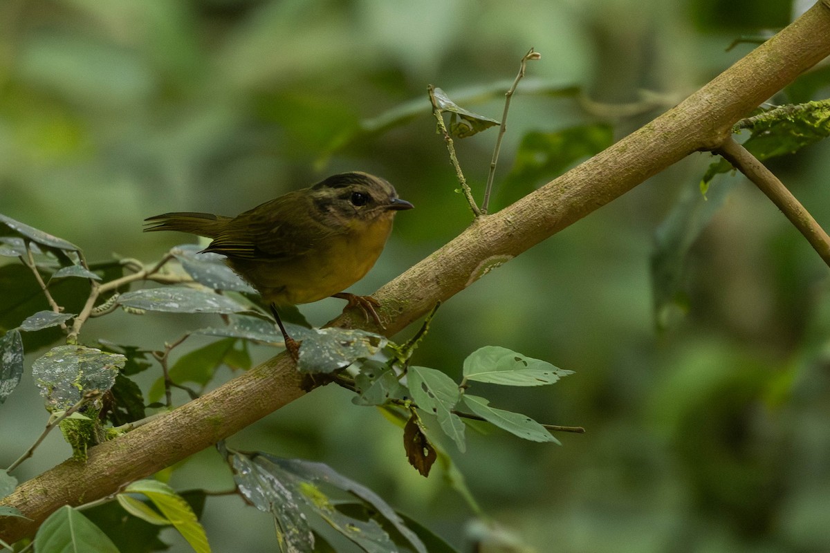 Three-striped Warbler (daedalus) - ML629936871
