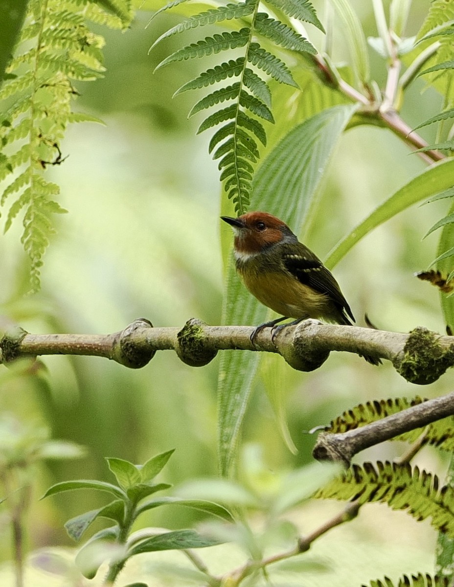 Johnson's Tody-Flycatcher - ML629936889