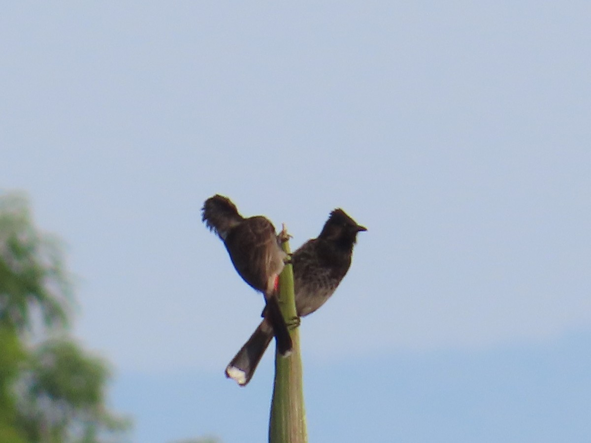 Red-vented Bulbul - ML629936890