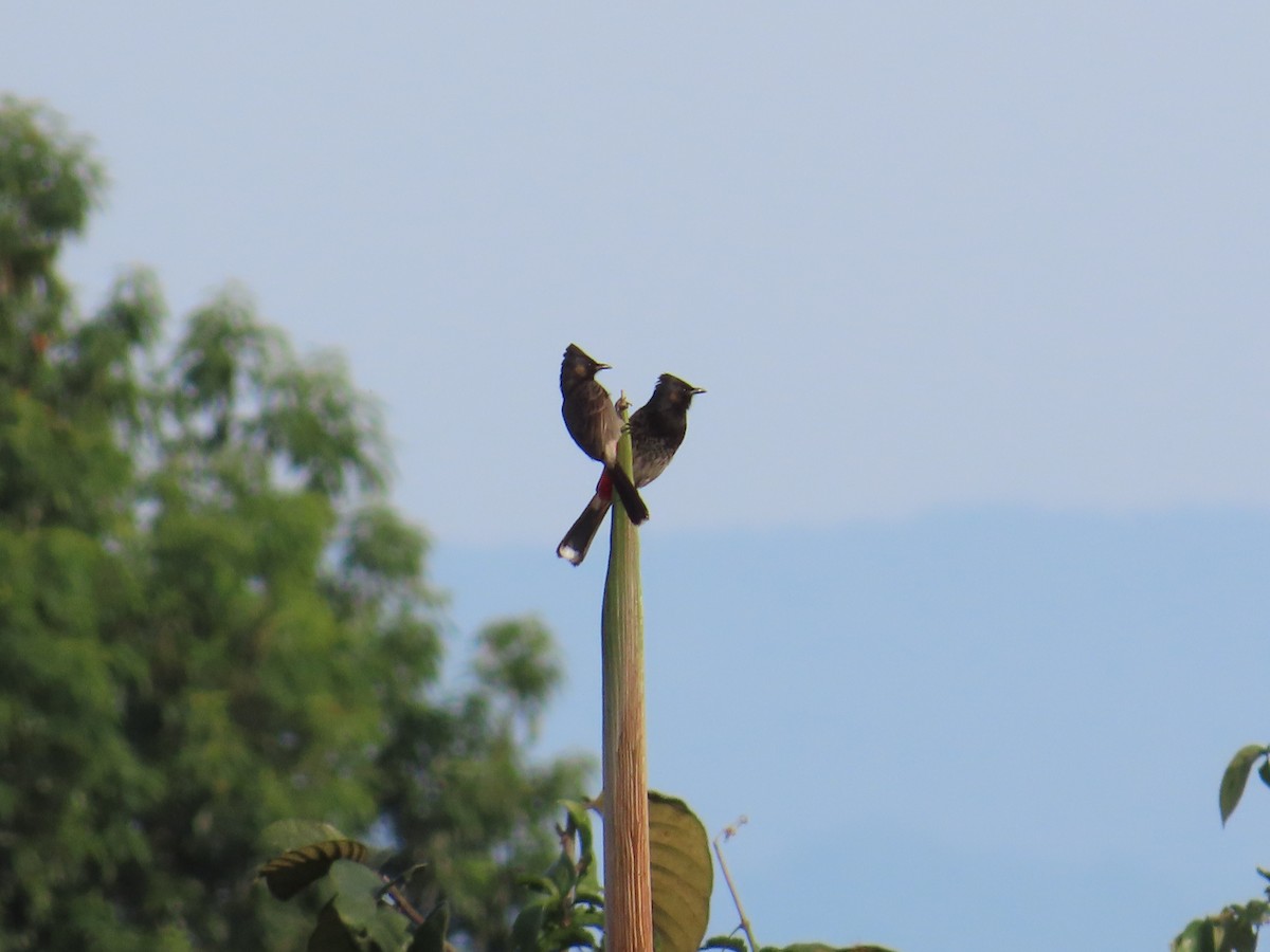 Red-vented Bulbul - ML629936891