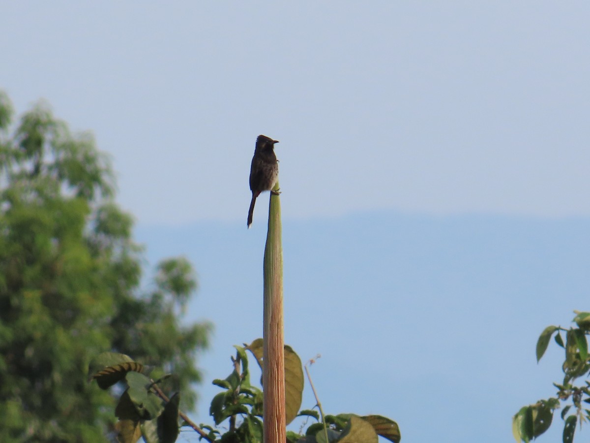 Red-vented Bulbul - ML629936893