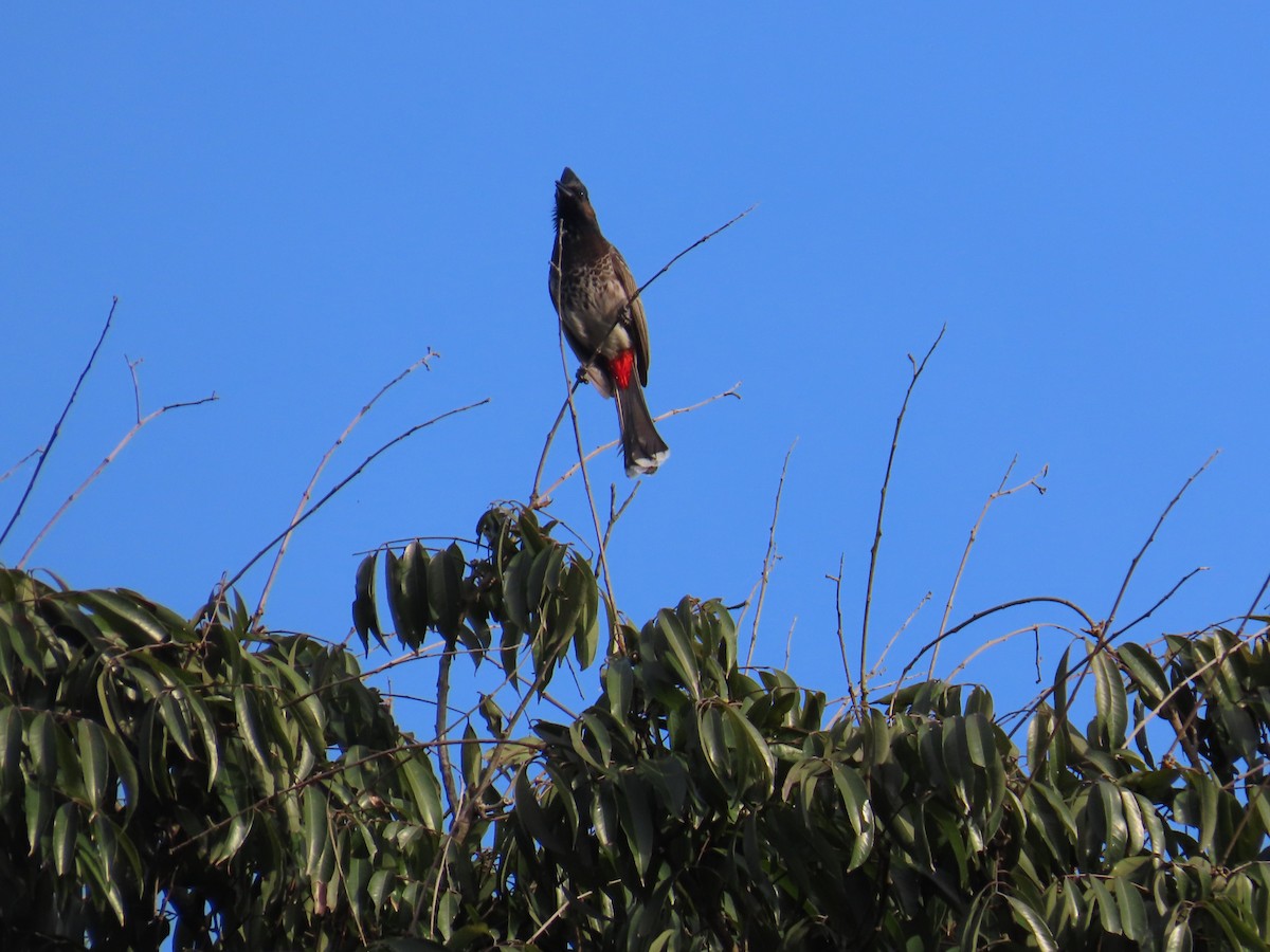 Red-vented Bulbul - ML629936894