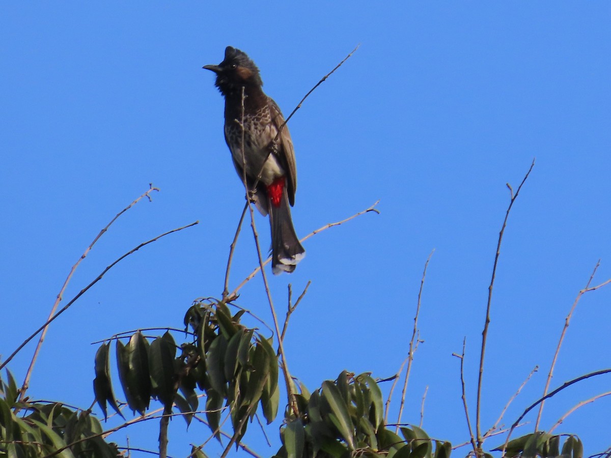 Red-vented Bulbul - ML629936895