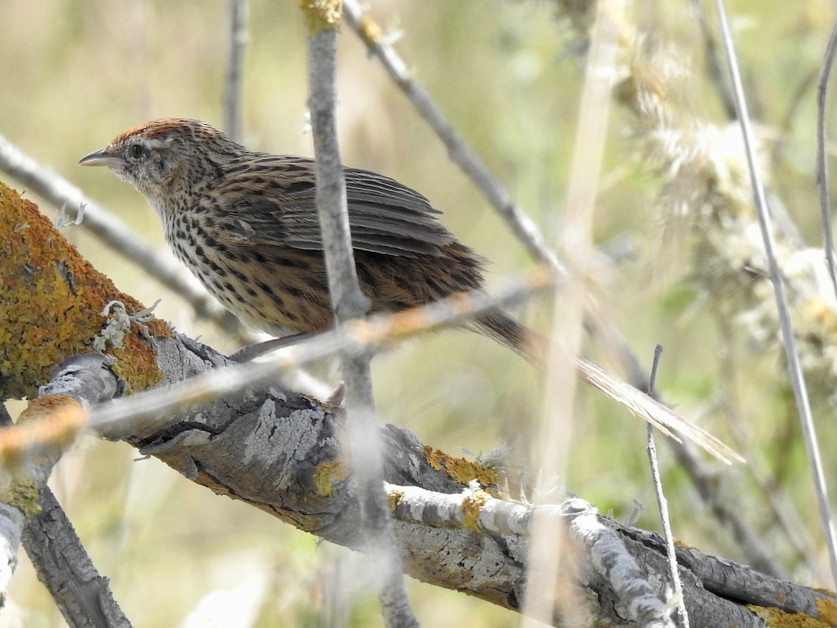 bregnesanger - ML629936918