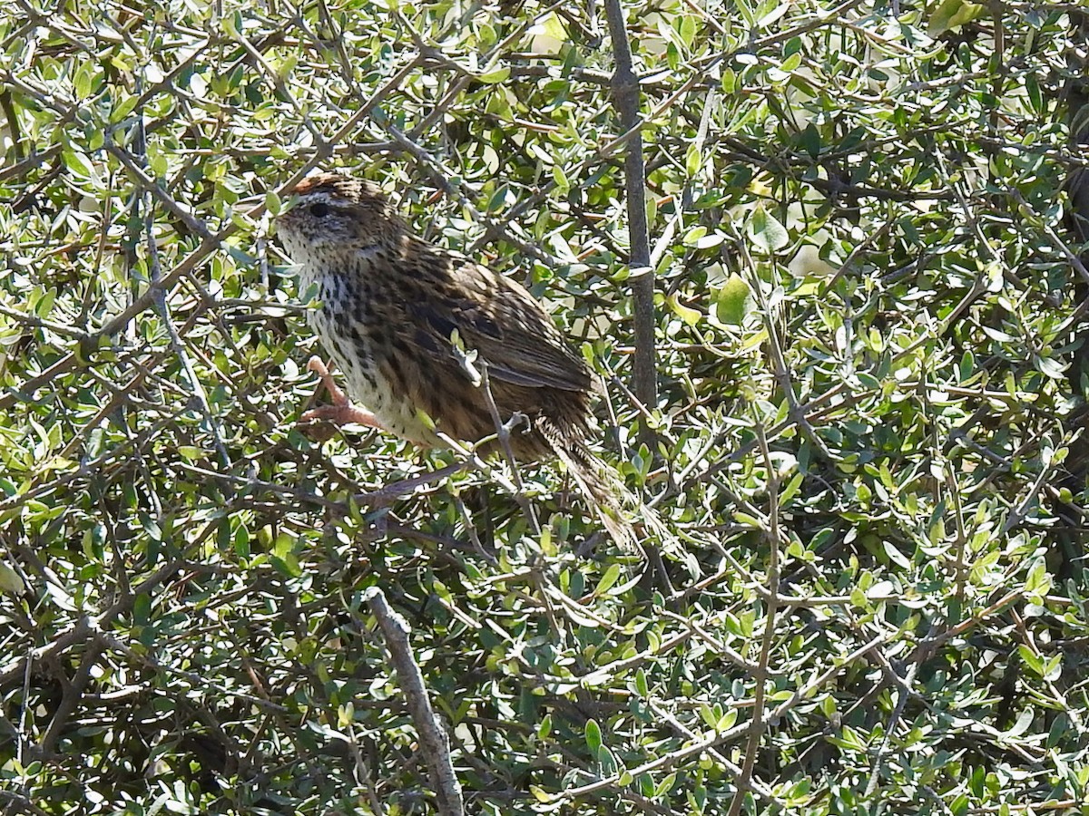 bregnesanger - ML629936919