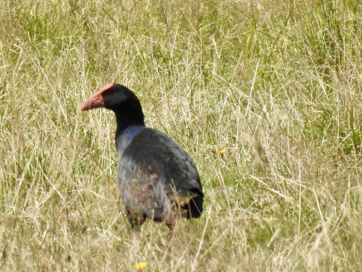 brunryggsultanhøne - ML629937106