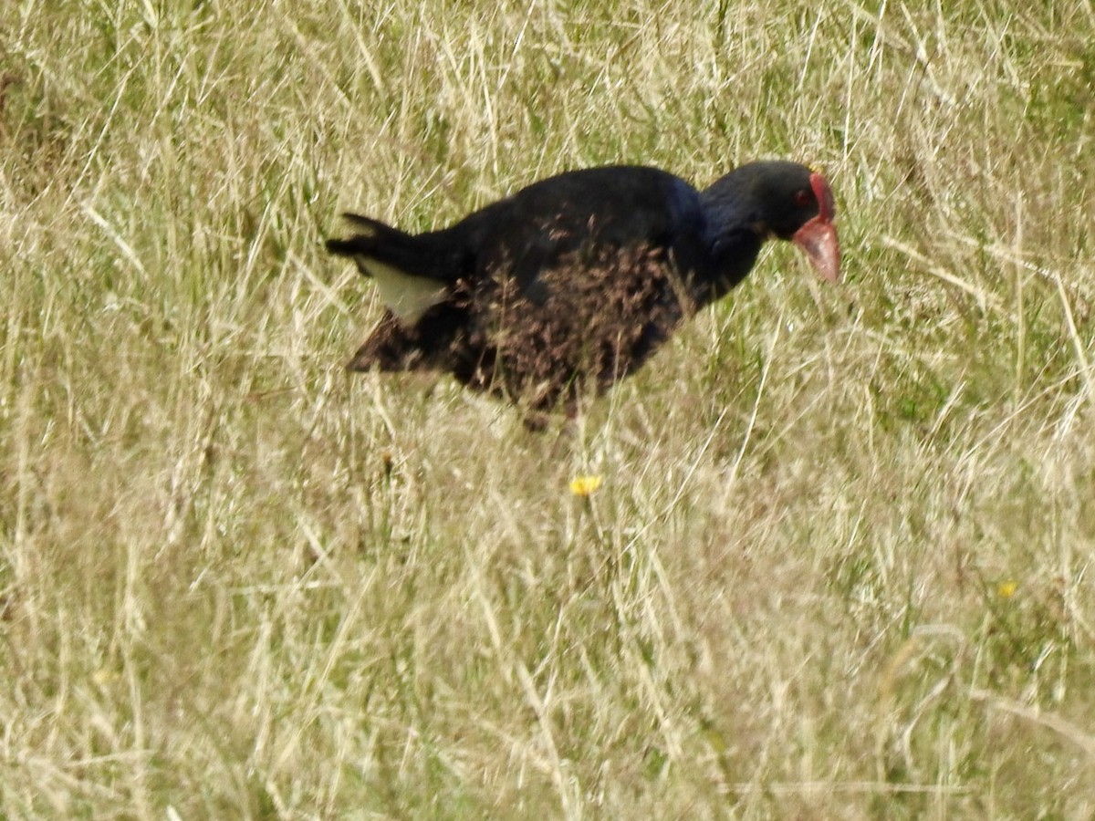 brunryggsultanhøne - ML629937107