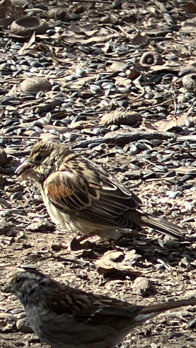 Dickcissel d'Amérique - ML629937113