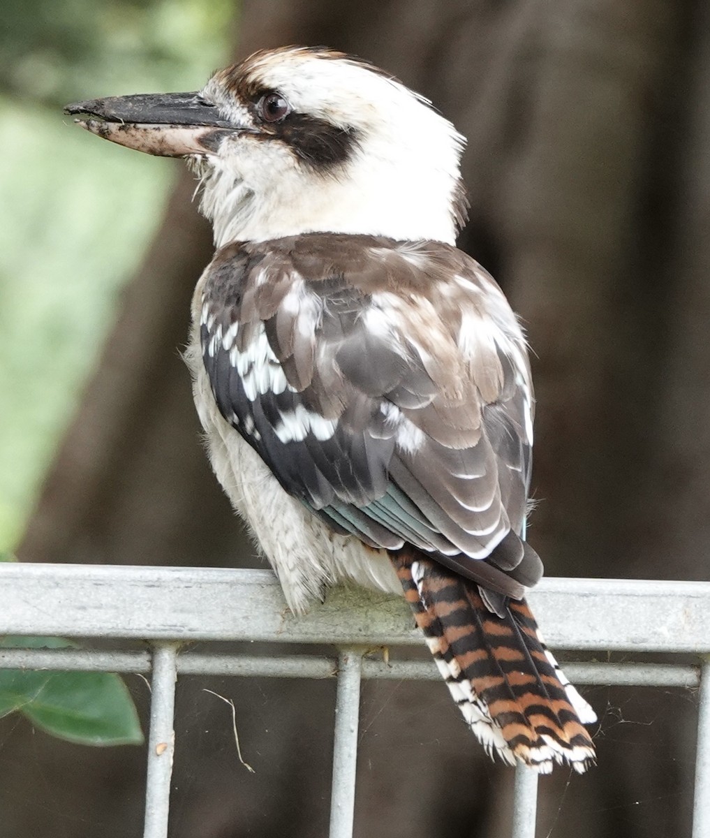 Laughing Kookaburra - ML629937191