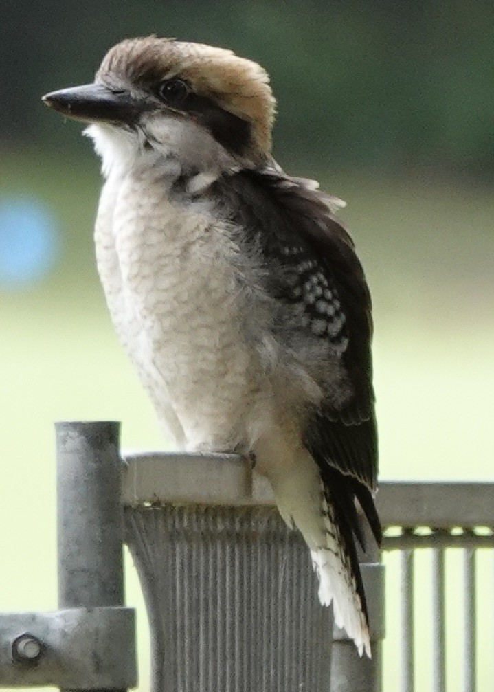 Laughing Kookaburra - ML629937193