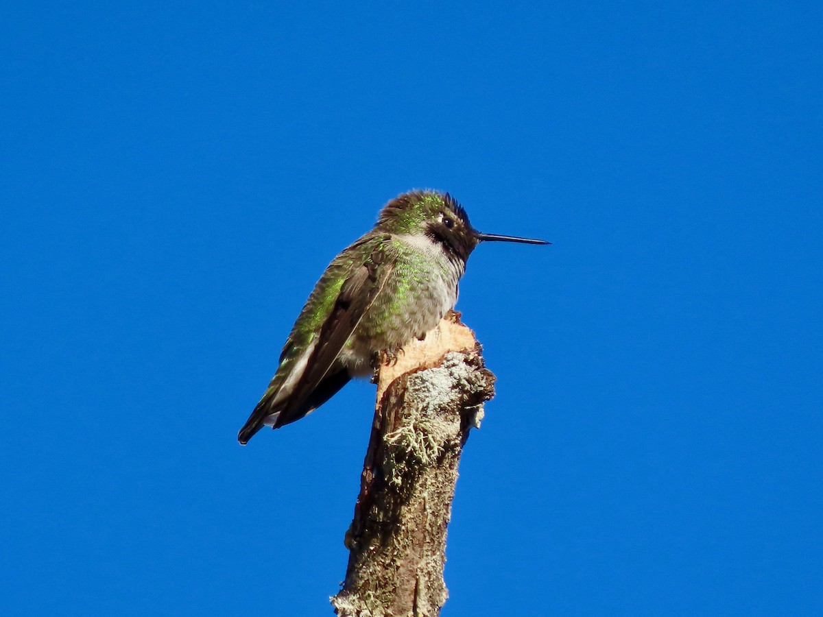 Anna's Hummingbird - ML629937213