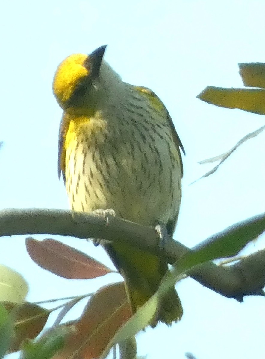 Indian Golden Oriole - ML629937252