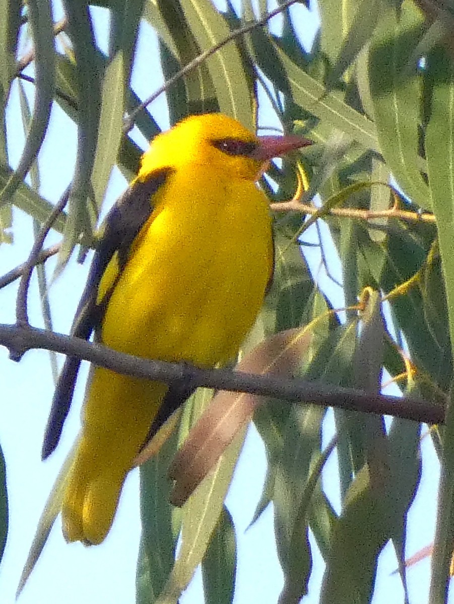 Indian Golden Oriole - ML629937253