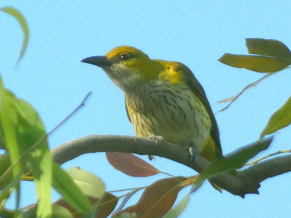 Indian Golden Oriole - ML629937254