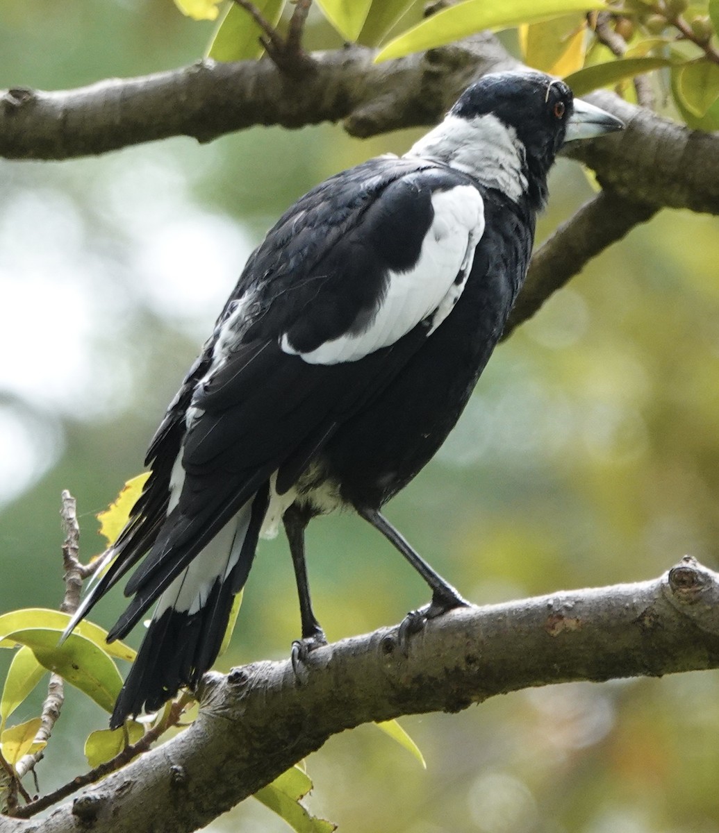 Australian Magpie (Black-backed) - ML629937276