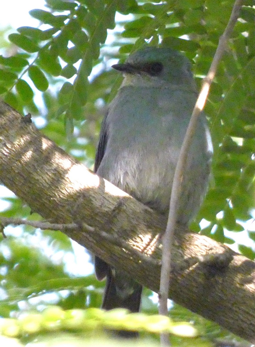 lejsek bleděmodrý - ML629937294