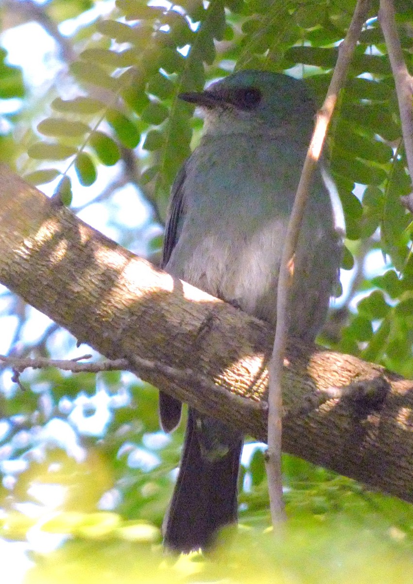 lejsek bleděmodrý - ML629937295