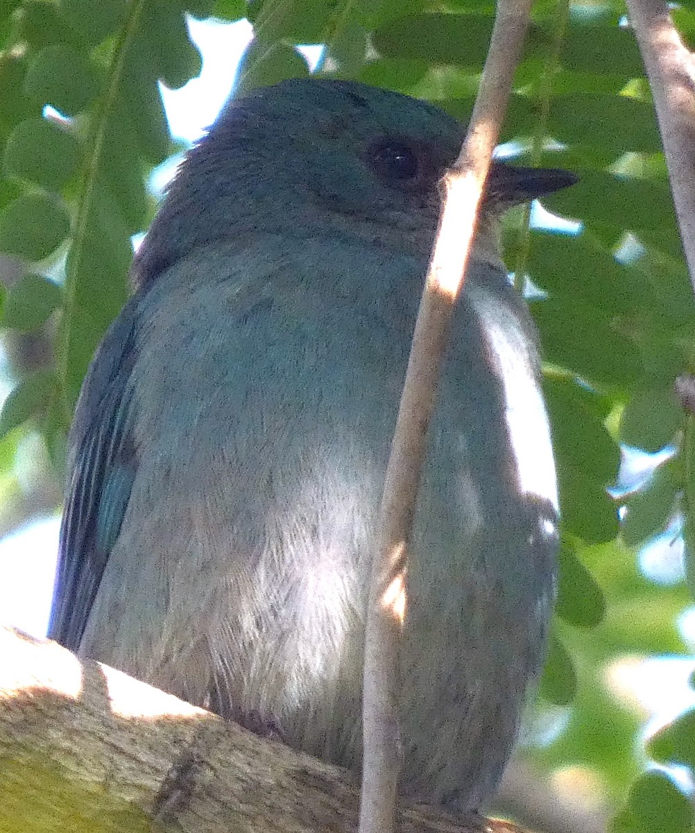 lejsek bleděmodrý - ML629937296