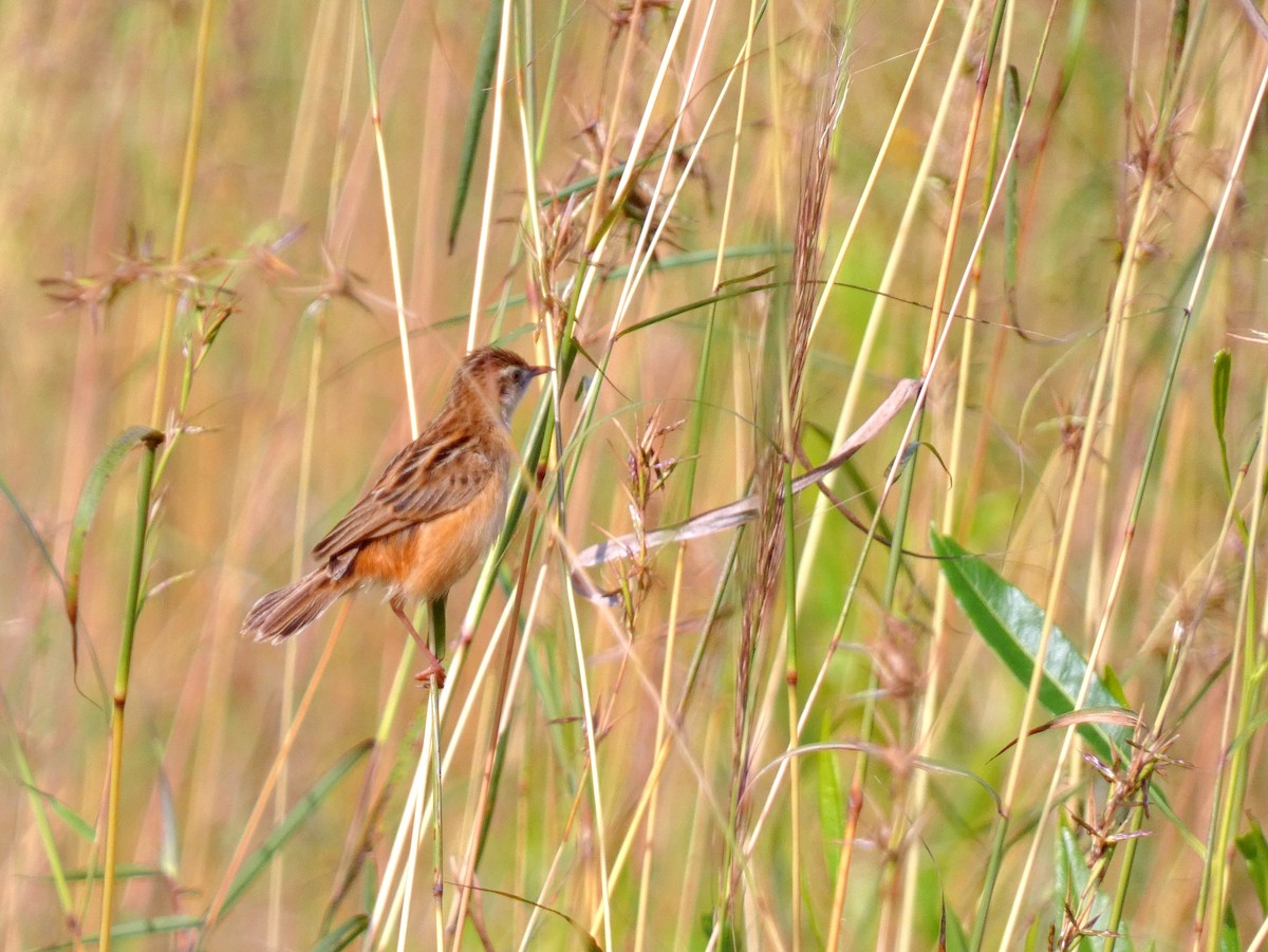 Zitting Cisticola - ML629937351