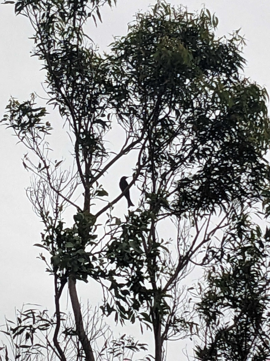 Spangled Drongo - ML629937388