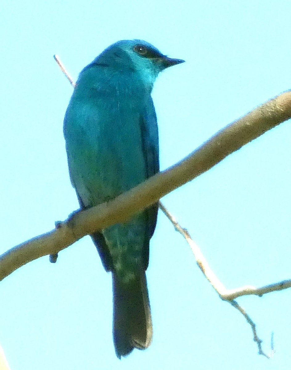 lejsek bleděmodrý - ML629937409