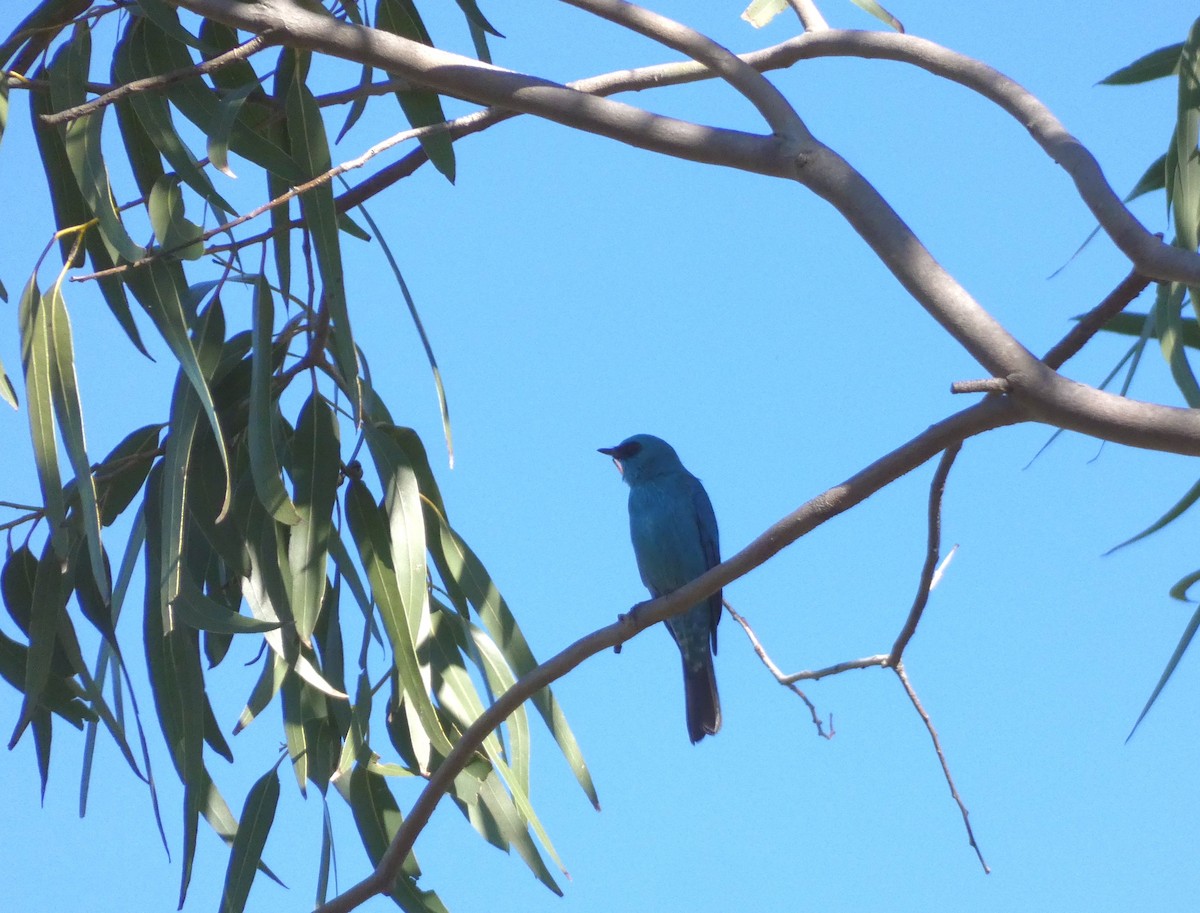 lejsek bleděmodrý - ML629937410