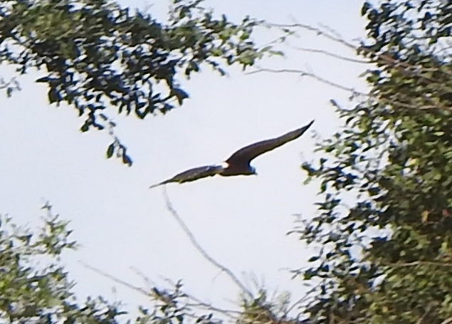 Long-tailed Hawk - ML629937426