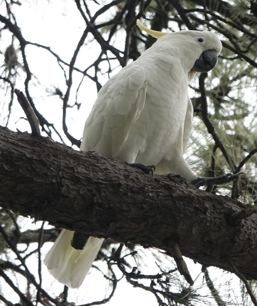 Sulphur-crested Cockatoo - ML629937443