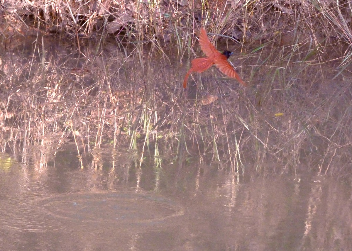 Indian Paradise-Flycatcher - ML629937499