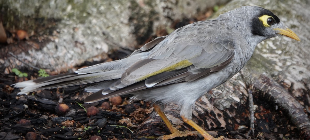 Noisy Miner - ML629937501