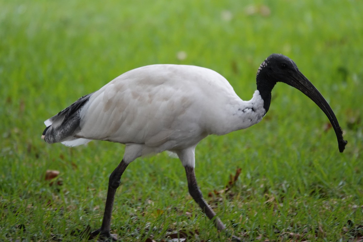 Australian Ibis - ML629937506