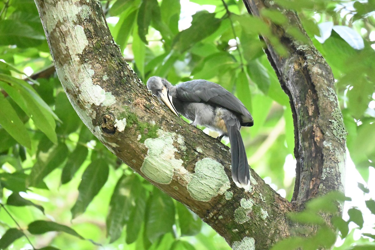 Malabar Gray Hornbill - ML629937527