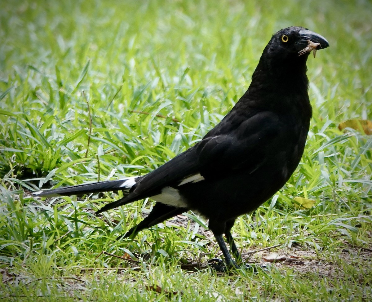 Pied Currawong - ML629937602