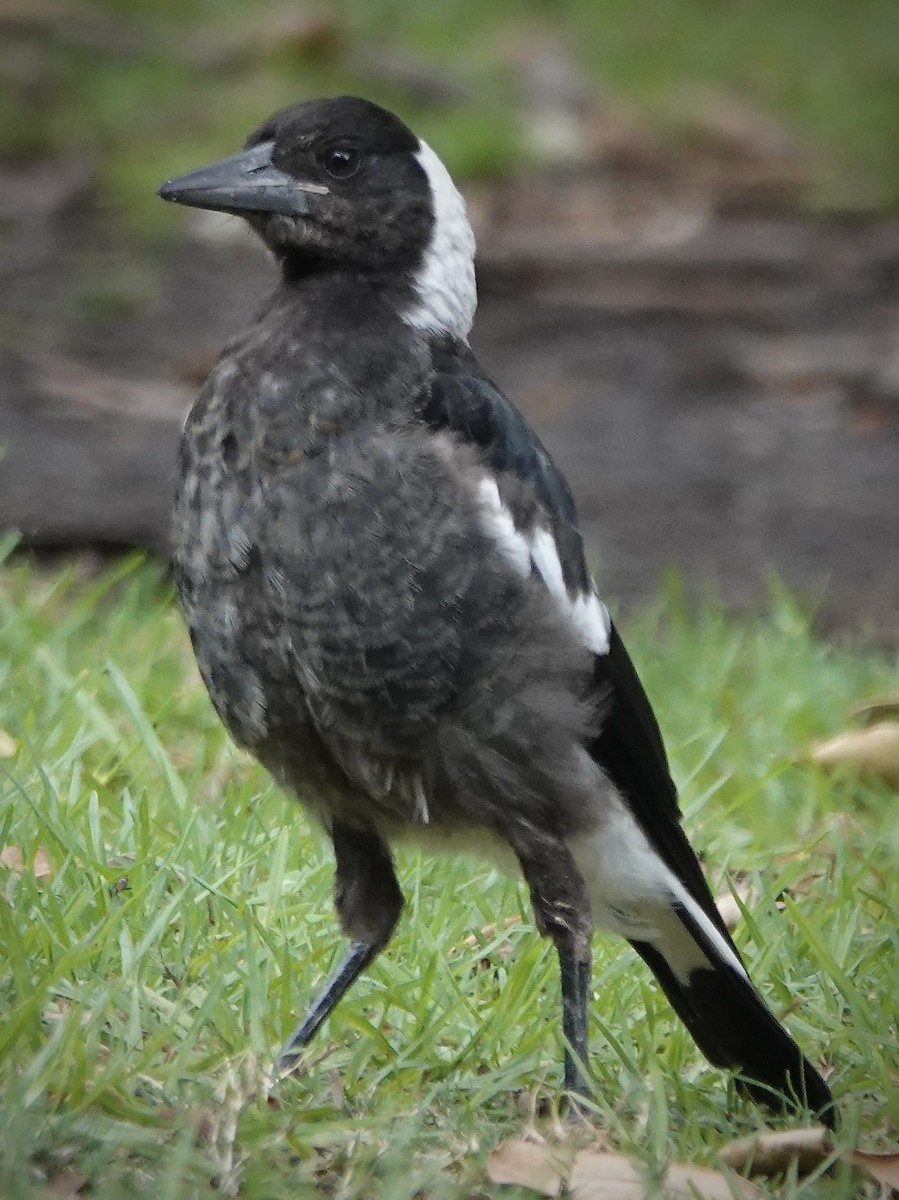 Australian Magpie (Black-backed) - ML629937657