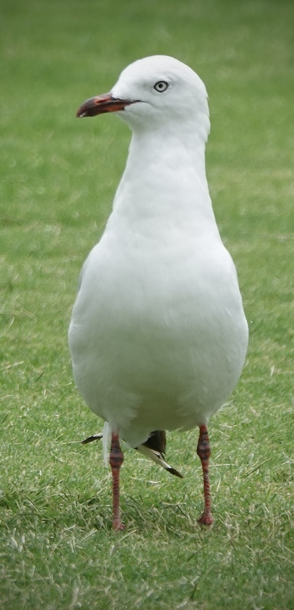 Silver Gull (Silver) - ML629937732
