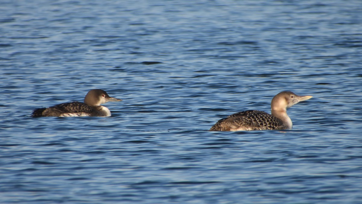 Common Loon - ML629937853