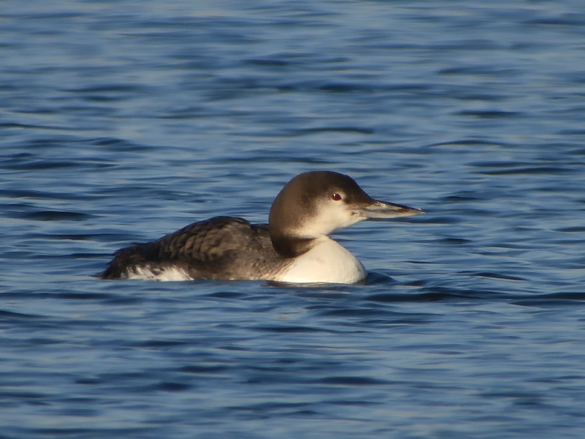 Common Loon - ML629937877
