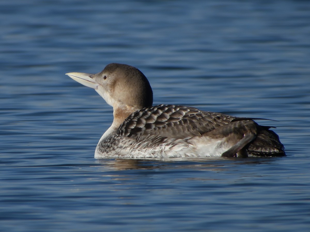 Yellow-billed Loon - ML629937921