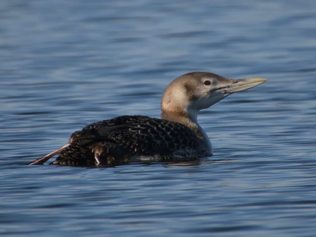 Yellow-billed Loon - ML629937922