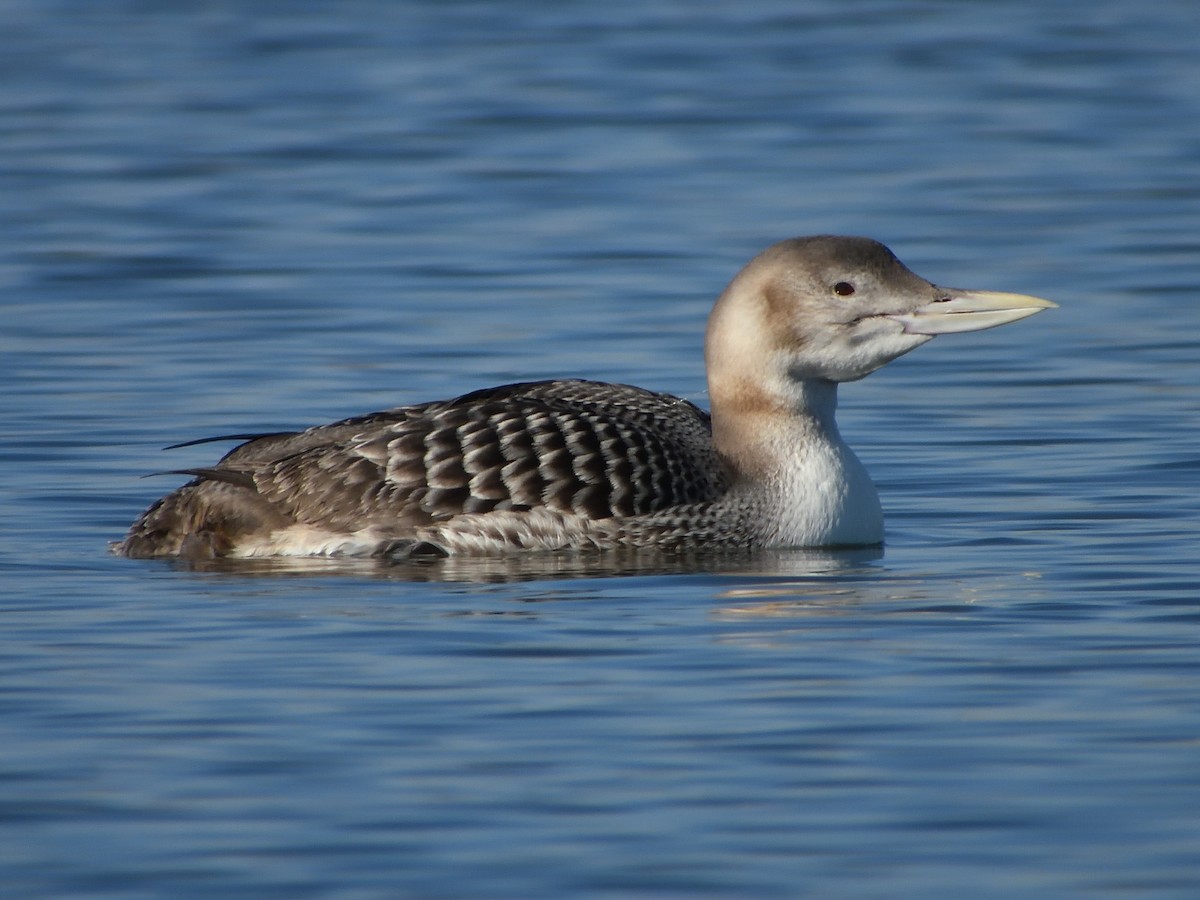 Yellow-billed Loon - ML629937923