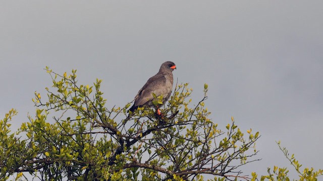 Dark Chanting-Goshawk - ML629937960