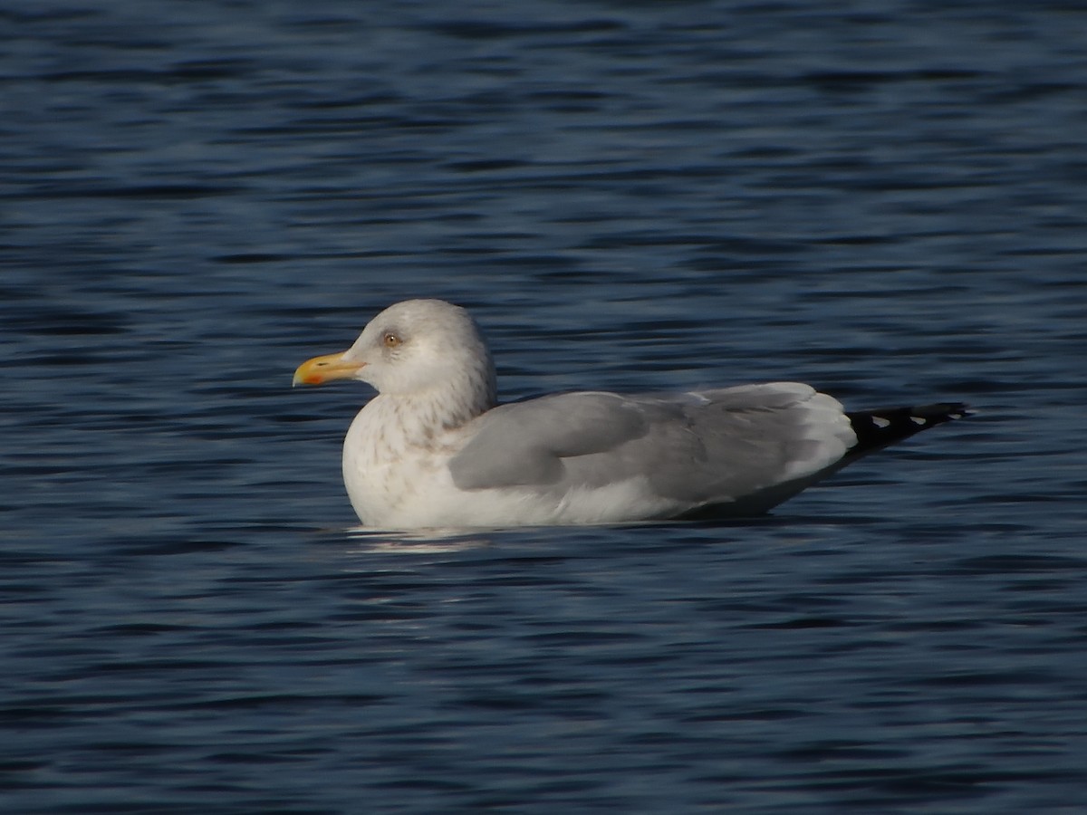 American Herring Gull - ML629938009